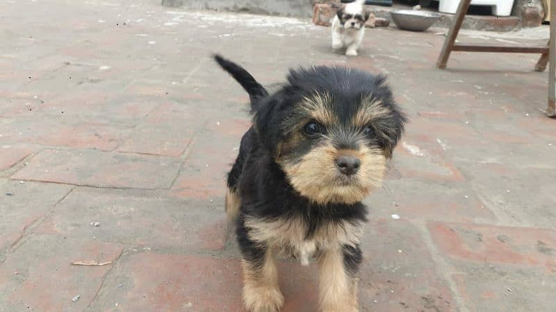 Yorkshire Terrier and Shitzu Pups Male/Female for Sale 2