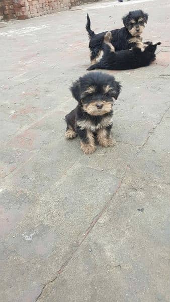Yorkshire Terrier and Shitzu Pups Male/Female for Sale 4