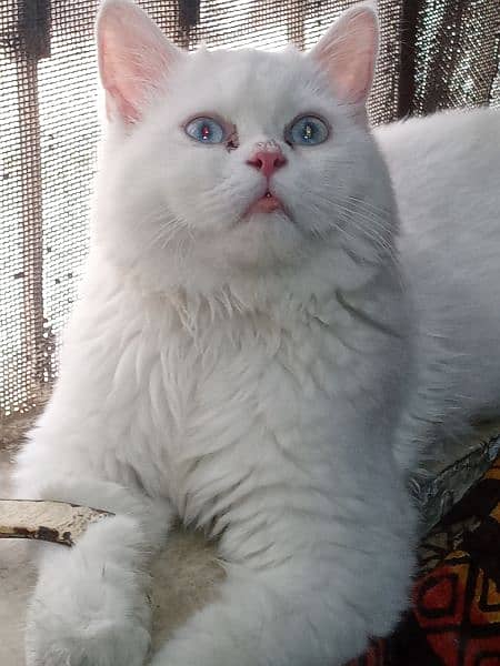 Persian Cat for sale 03494883368 5