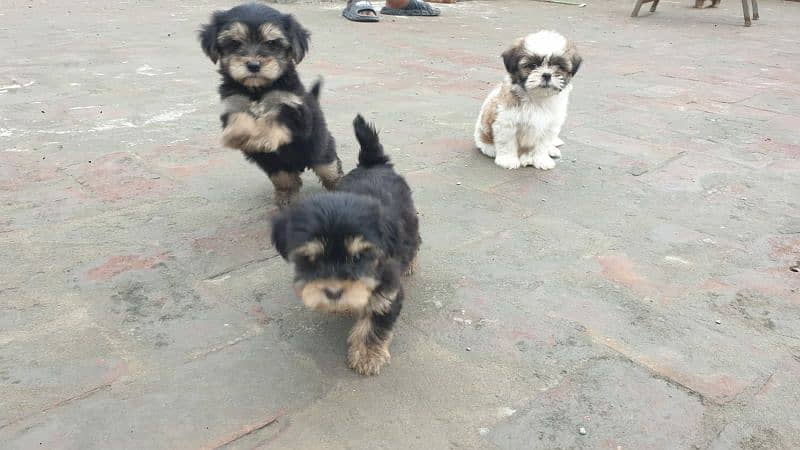 Yorkshire Terrier and Shitzu Pups Male/Female for Sale 7