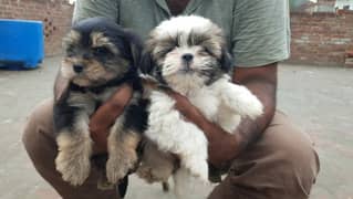 Yorkshire Terrier and Shitzu Pups Male/Female for Sale