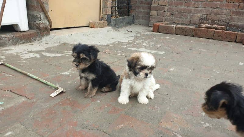 Yorkshire Terrier and Shitzu Pups Male/Female for Sale 9