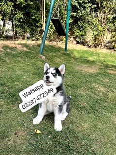 Siberian Husky puppies urgent sale ha bhai