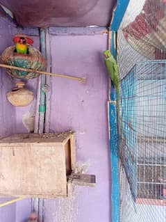 Green parrot pair and one lover bird male