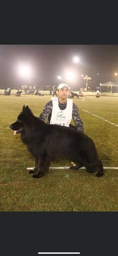 2024 Pakistan champion dogs pups
