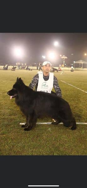 German Shepherd 2024 champion dog pups 11
