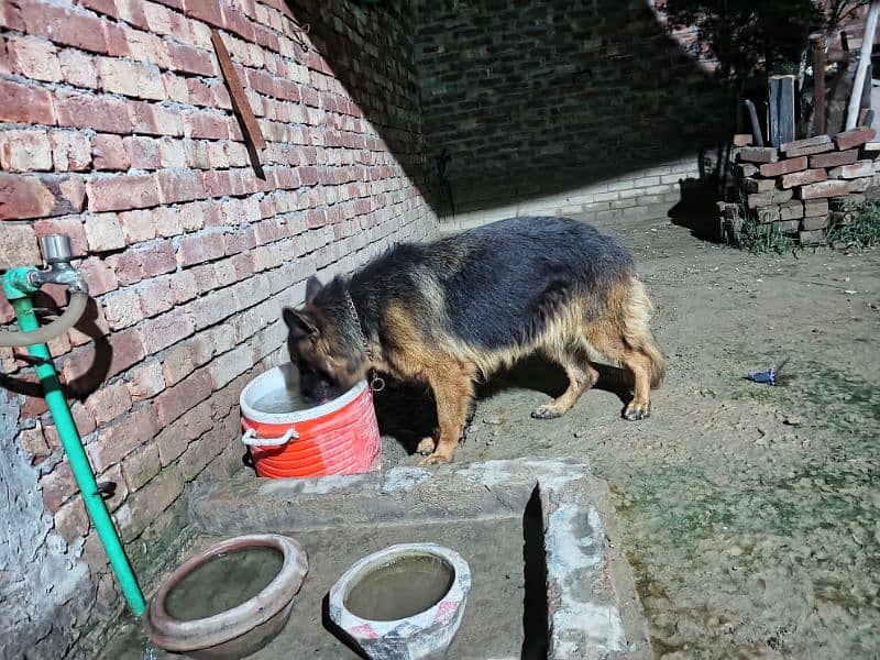 Beautiful Pair of German Shepherd 1