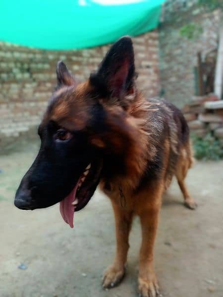 Beautiful Pair of German Shepherd 5