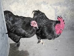 Black bantom hai egg laying hai or broody bhi hoty hai and vaccinated