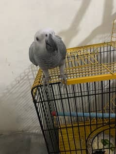 African Grey Parrot fully hand tamed and loving bird