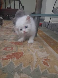 White Blue Eye Male Kitten