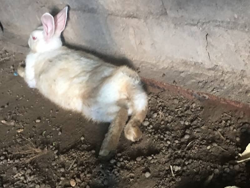 Adults rabbits for sale 0