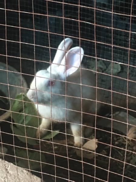 Adults rabbits for sale 2