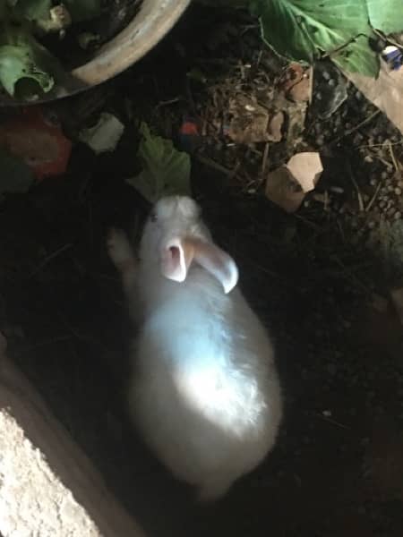 Adults rabbits for sale 3
