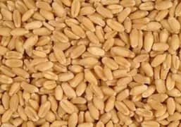 Wheat for Sale Whole sale rate