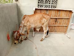 cow for sale what app number 03272727187