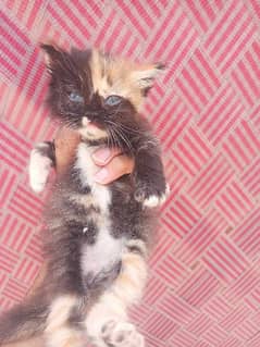 Very Beautiful kittens Urgent sale