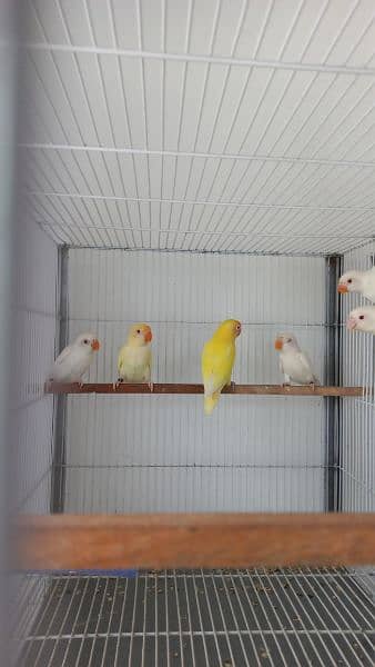 Love birds Creamino decino albino re albino split 4