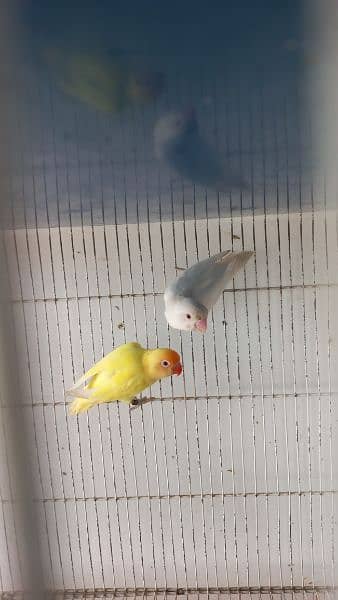 Love birds Creamino decino albino re albino split 5