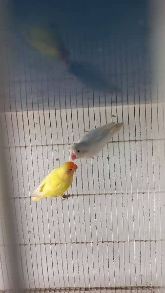 Love birds Creamino decino albino re albino split 6