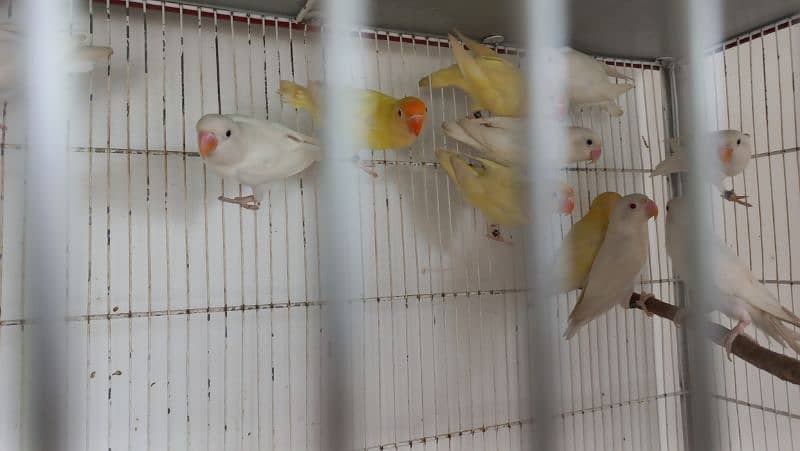 Love birds Creamino decino albino re albino split 11