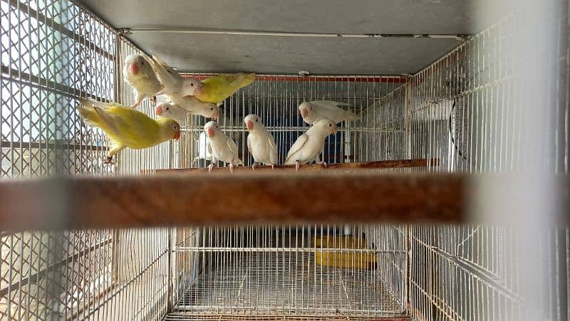 Love birds Creamino decino albino re albino split 12