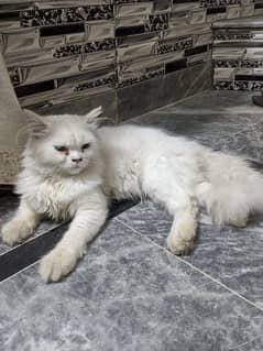 Persion Female Cat , Punch face, Tripple coat. 03105676359 whats app.