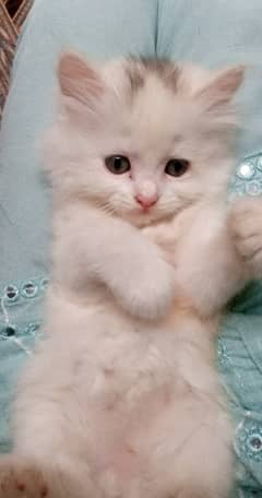 3month kitten for sale