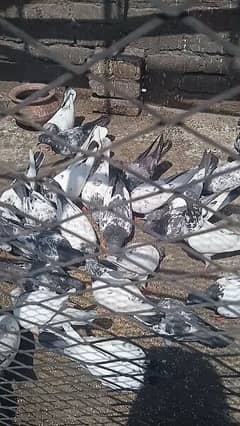 high fly pigeon for sale male,female. pair both