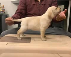 Labrador puppy extreme quality urgent sale