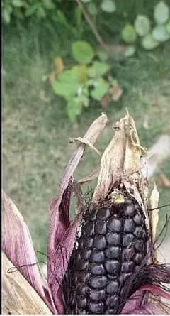 Black Corn Seed