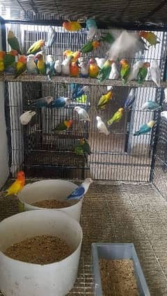 All Quality Love Birds Looking for a new Shelter