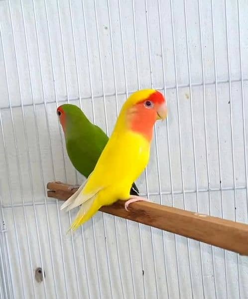 love bird breeder pair 1