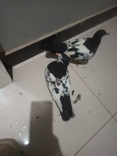 pigeon pair and male pattha 0