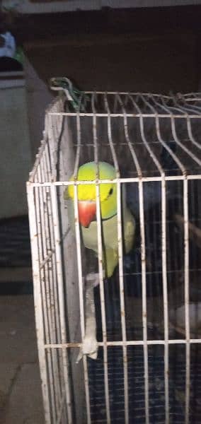 green parrot 0