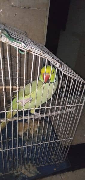 green parrot 2