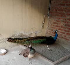 peacock male available age 4 years +