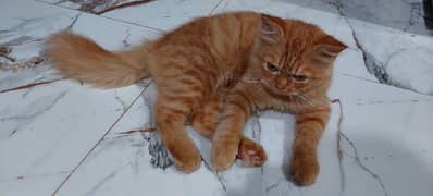 male cat Persian