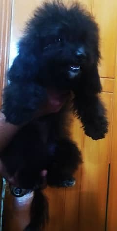pedigree poodle pups looking for a new house