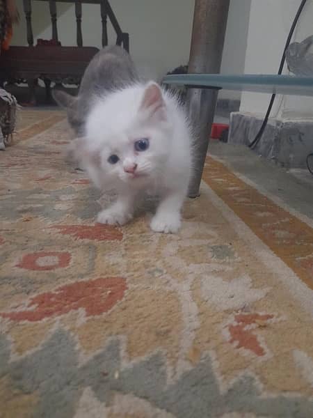 persian cat baby 40 days 0