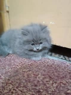 3pple coat grey kitten