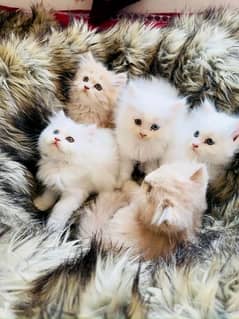 Persian triple coated kittens available