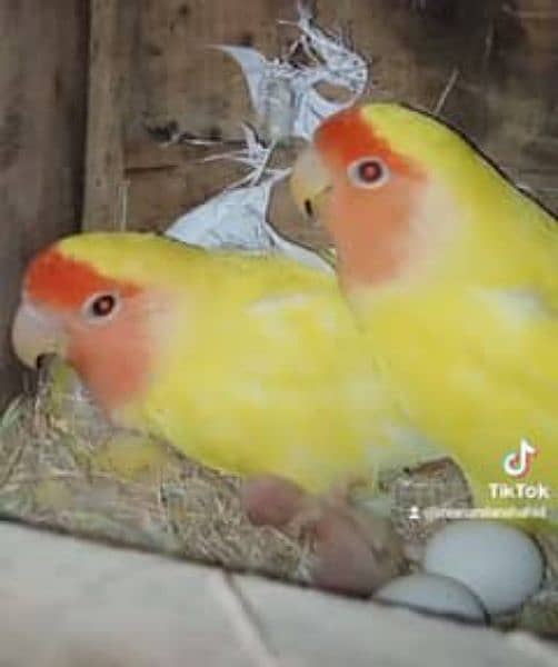 Common Birds Love birds Breeder pair 0