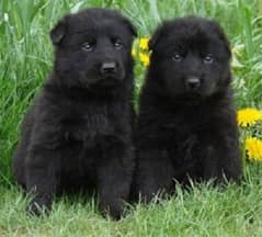 german shepherd black pedigree puppy