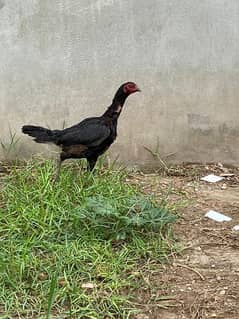 pure thai female  farming hope home breed high Quality