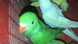 pahari ringneck parrot selffeed chicks