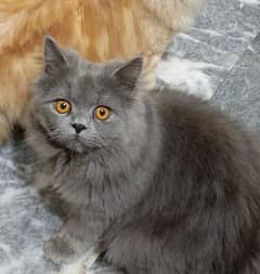 Persian male stud for mate purpose not for sale