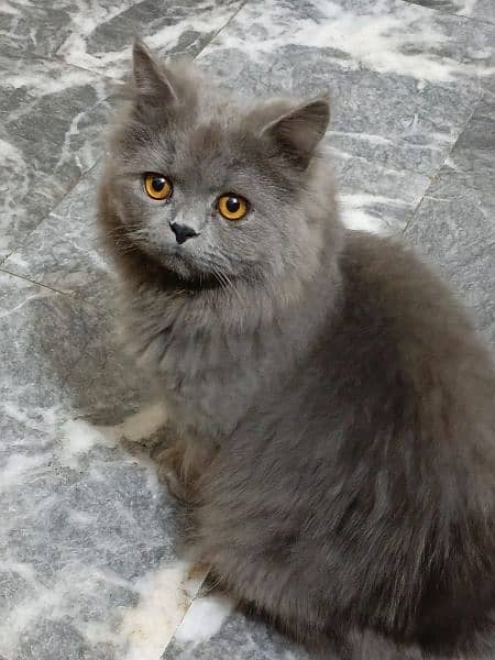 Persian male stud for mate purpose not for sale 2