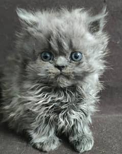 Persian pure triple coat breed kitten