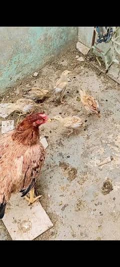 Aseel pure miawali murgi or Uske 5 chicks for sell
